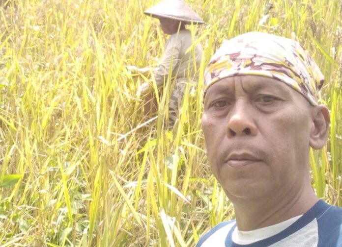 Alhamdulillah, Sang Birokrat Petani Panen Padi Gunung