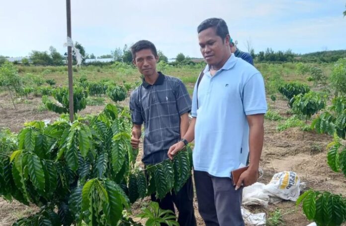 Petani Pengaron Kembangkan Komoditi Kopi