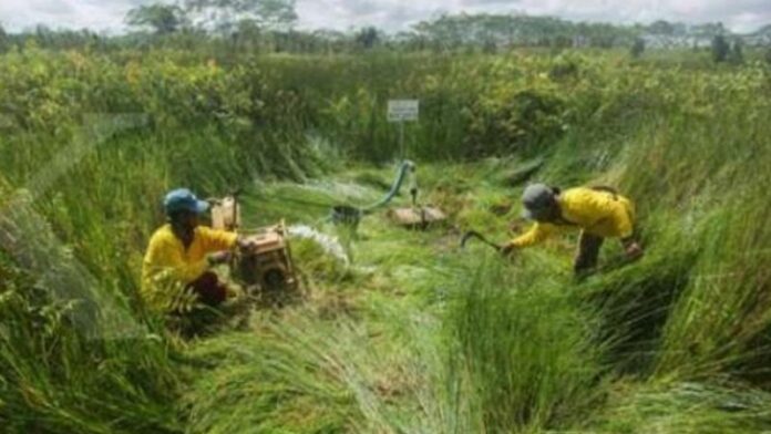 Progran BRGM Sulap Lahan Gambut Untuk Pertanian