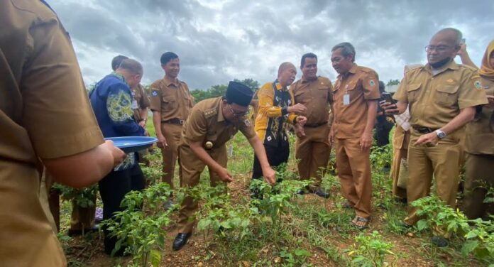 Manfaatkan Lahan SKPD, Paman Birin Panen Cabai