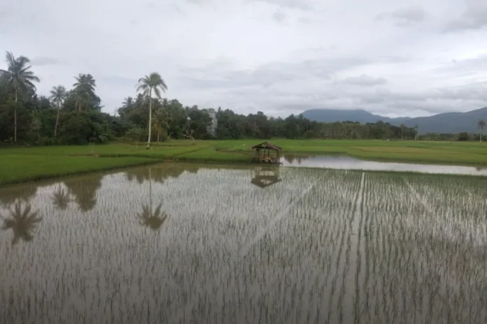 Program YESS Kabupaten Banjar Intervensi 3400 Petani Milenial