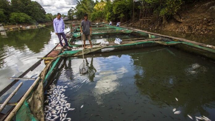 Jutaan Ikan Mati Pembudidaya Ikan Kembali Rugi