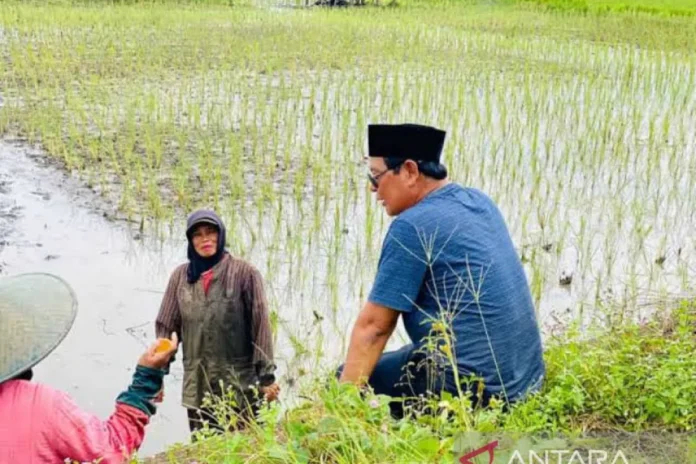 El Nino, Kalsel Ditetapkan Sebagai Penyangga Pangan Nasional