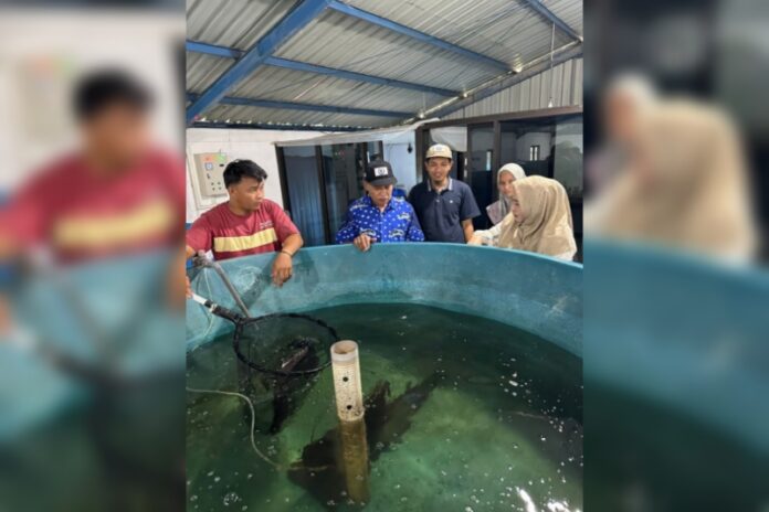 Budidaya Ikan Air Tawar Alternatif Usaha Rumahan