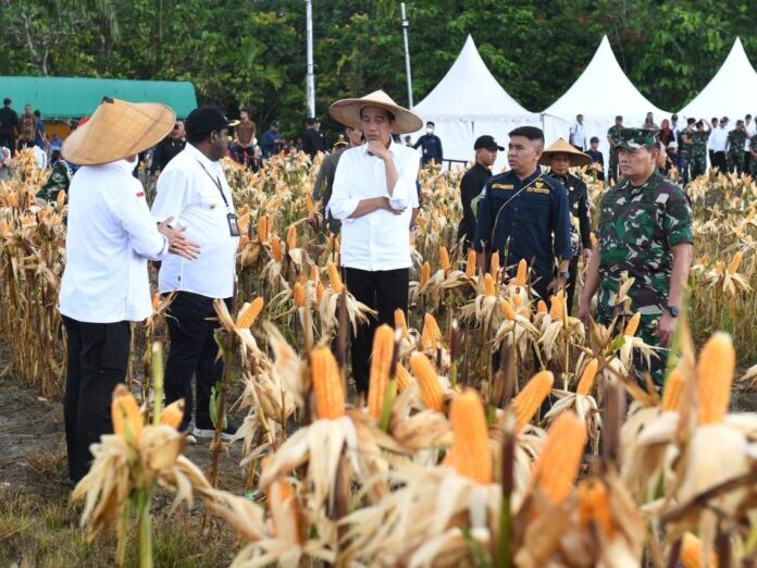 Tinjau Ladang Jagung Presiden Perintahkan Perbaiki Parit