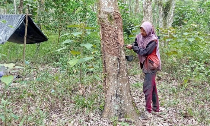 gugur daun gugur daun landa perkebunan karet