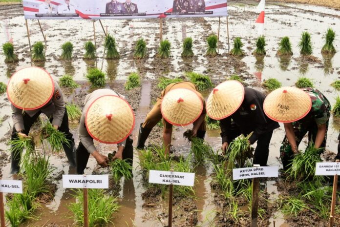 Antisipasi Dampak El Nino, Gebernur Panen Raya dan Tanam Padi