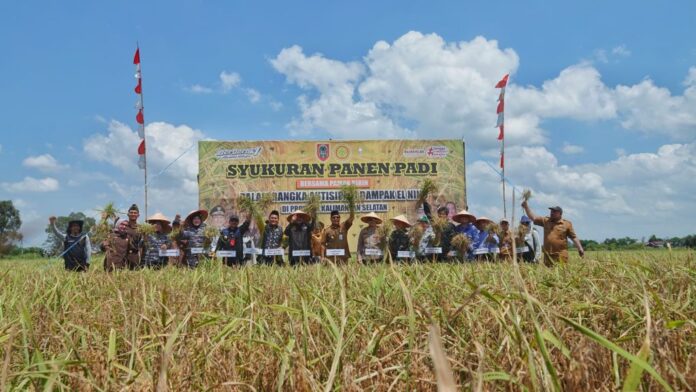 Panen Raya Padi di Kabupaten Banjar Capai 300 Hektar