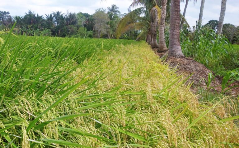 lahan pertanian di kabupaten banjar kian menyusut