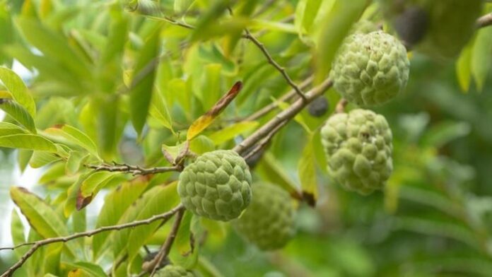 5ded2abc-2a47-436b-a304-9505298f4e7e_169 manfaat buah srikaya