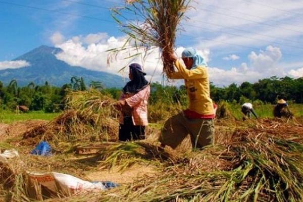 dfdce3a8744df07d3820ea7ed7f18d6f_1 BPS Catat Beberapa Daerah Alami Kenaikan Harga Beras