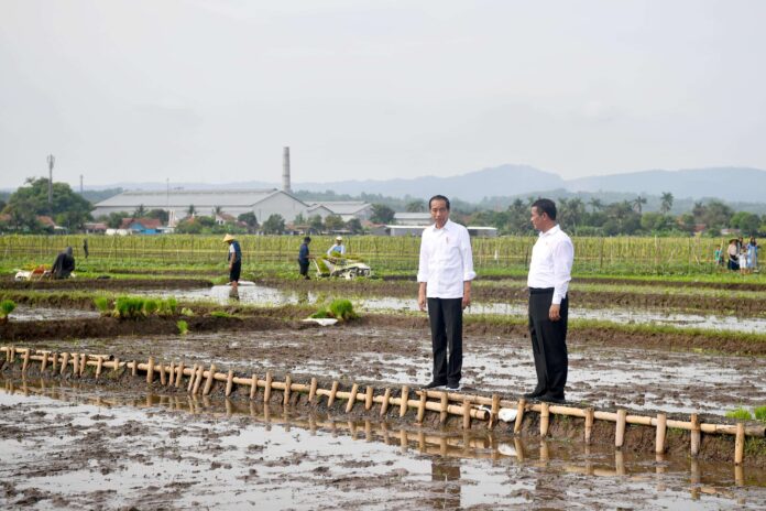 okcdvm15do09qik Dampak El Nino Musim Tanam Mundur