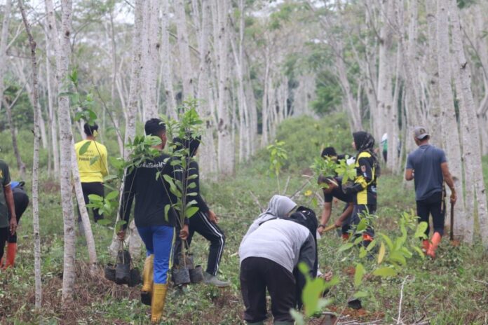 penanaman pohon di bundaran jokowi bundaran jokowi