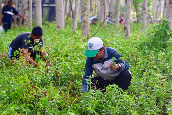 B2804B04-F9A8-4D3B-A2B4-1B1459C8BFA8 penanaman pohon oleh pemprov kalsel