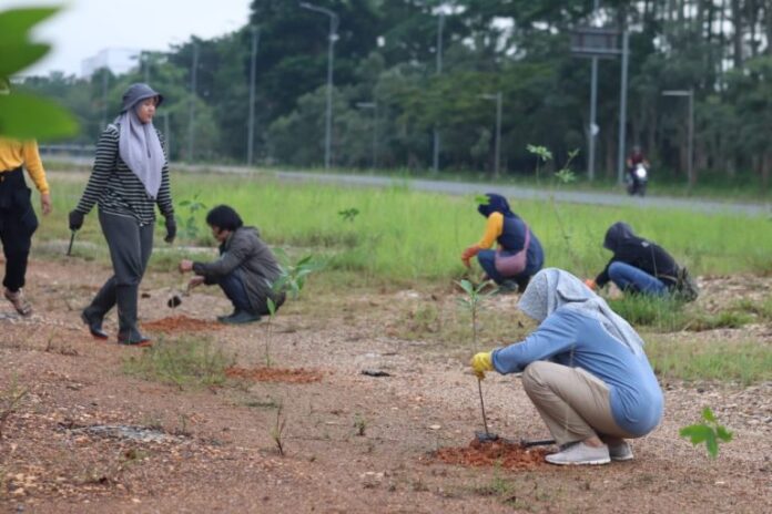 1000 Bibit Eucalyptus dan Pulai Berhasil Ditanam Pemprov Kalsel 
