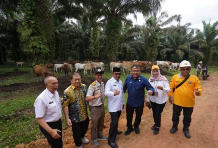 Penuhi Kebutuhan Daging Sapi Paman Birin Optimalkan Program Siska Ku Intip Penuhi Kebutuhan Daging Sapi Paman Birin Optimalkan Program Siska Ku Intip