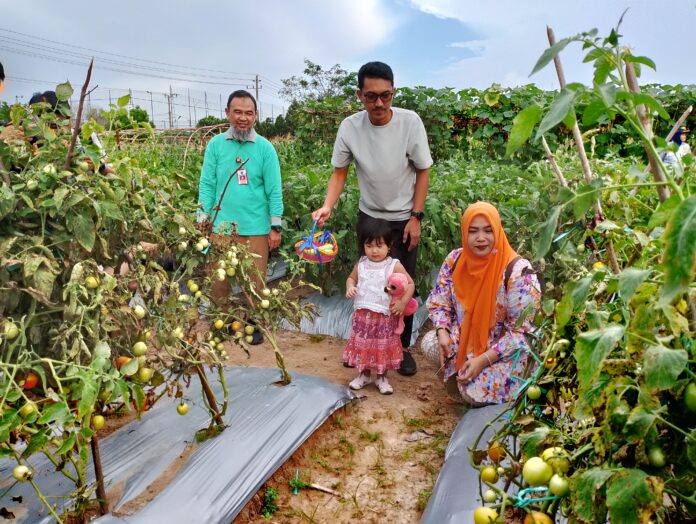 Kebun PKK Panen, Simbol Kesungguhan Menghadapi Tantangan Pangan Kebun PKK Panen, Simbol Kesungguhan Menghadapi Tantangan Pangan
