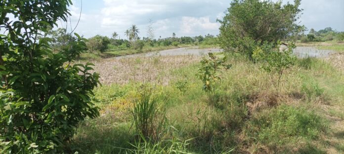 Komoditi Jeruk Astambul yang Kian Meredup