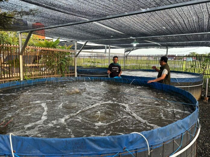 Paman Birin Melihat Langsung Budidaya Ikan Tawar Bioflok