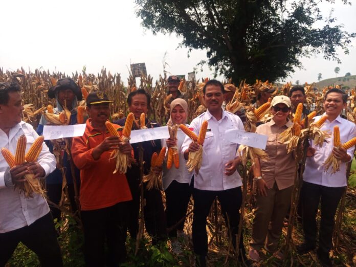 produksi jagung berlimpah Produksi Jagung Nasional Awal 2024 Naik Tajam