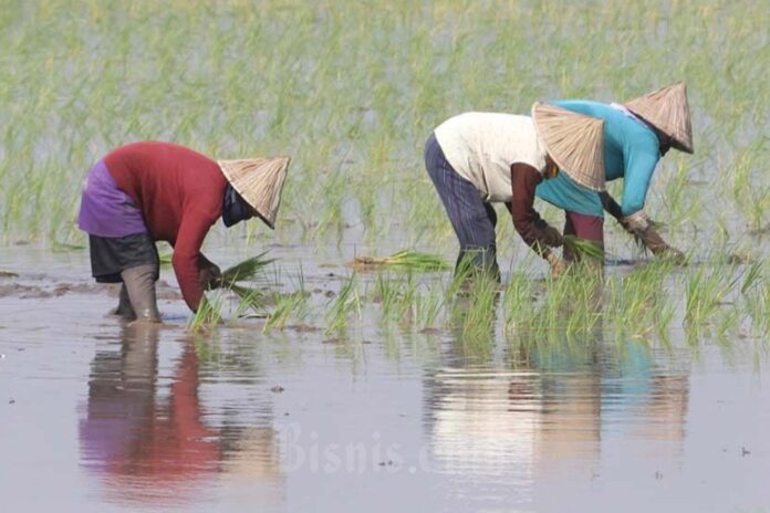 Fenomena La Nina Membayangi RI Usai El Nino