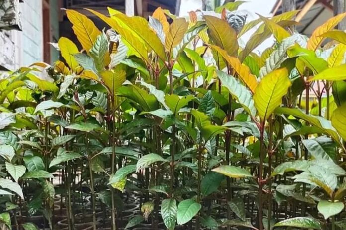 budidaya kratom tanaman kratom