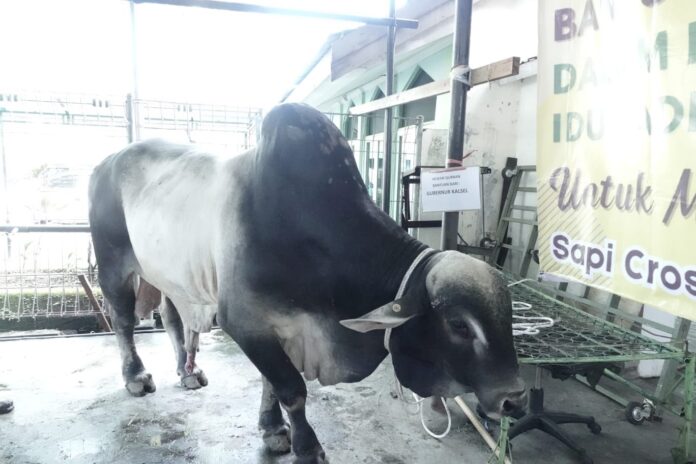 img-20240617-wa0022843738337173364405 Sapi Dengan Berat 816 Kilogram Diserahkan Paman Birin