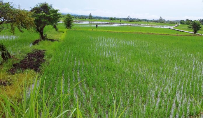 lahan sawah terendam banjir lahan sawah