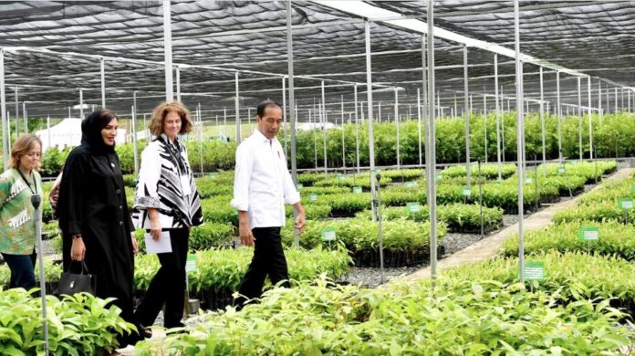 jokowi resmikan Persemaian Mentawir