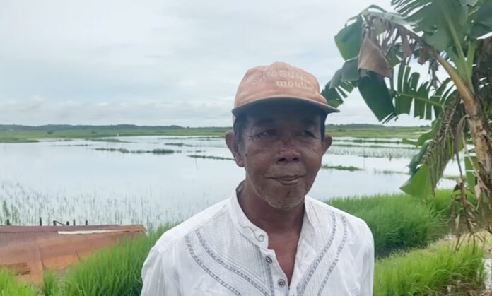 persawahan terendam banjir persawahan