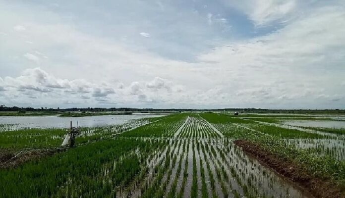 prakiraan cuaca BMKG di bulan Juli 2024