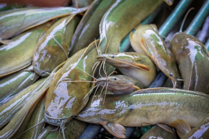 manfaat-makan-ikan-lele-1 Dengan Harga Terjangkau Bisa Dapatkan Ikan Yang Kaya Nutrisi