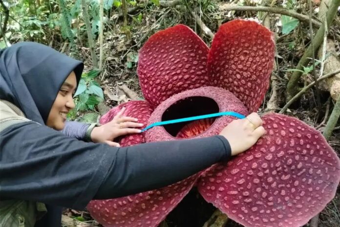 Bunga Rafflesia Tuan-Mudae Mekar