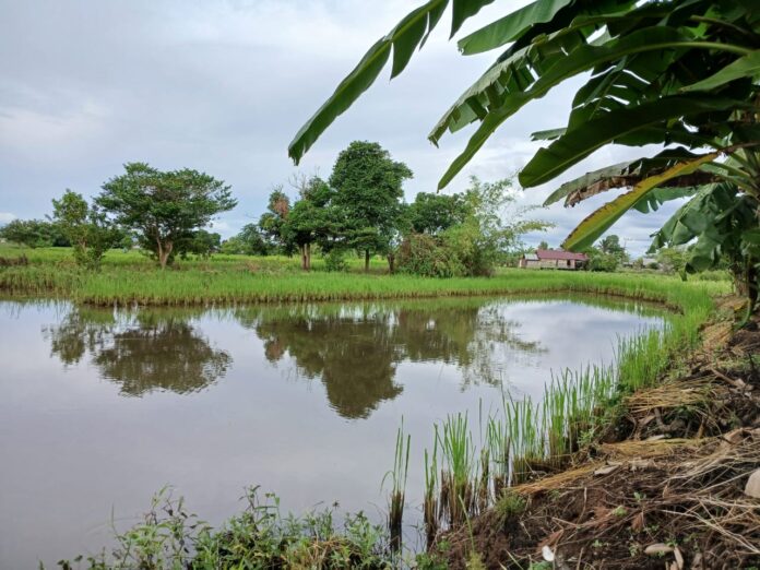 kembali menyemai bibit padi