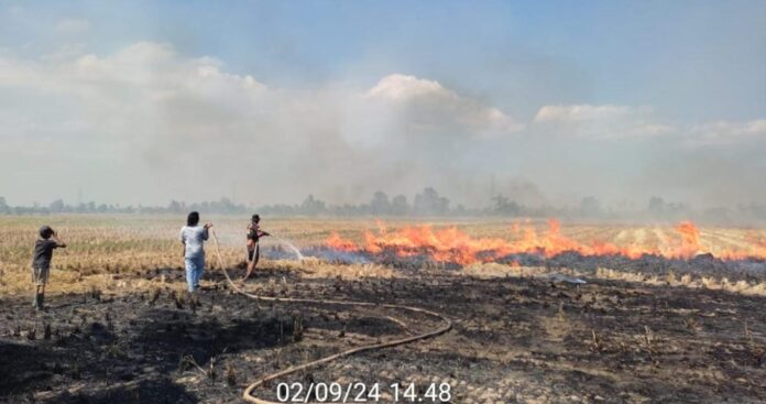 padi siap panen terbakar padi siap panen terbakar