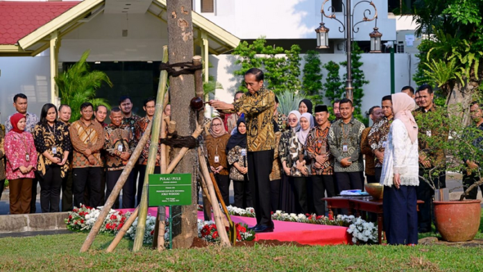 Presiden Jokowi dan Ibu Iriana Tanam Pohon Pulai dan Flamboyandi Halaman Istana Kepresidenan Jakarta Pohon Pulai