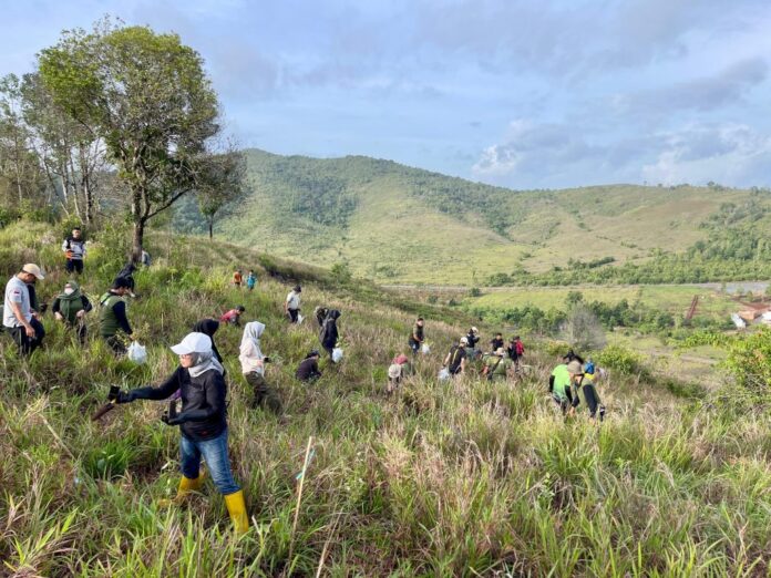 tanam bibit Eucalyptus