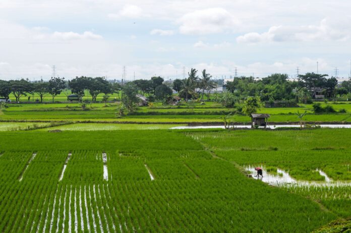 produksi beras