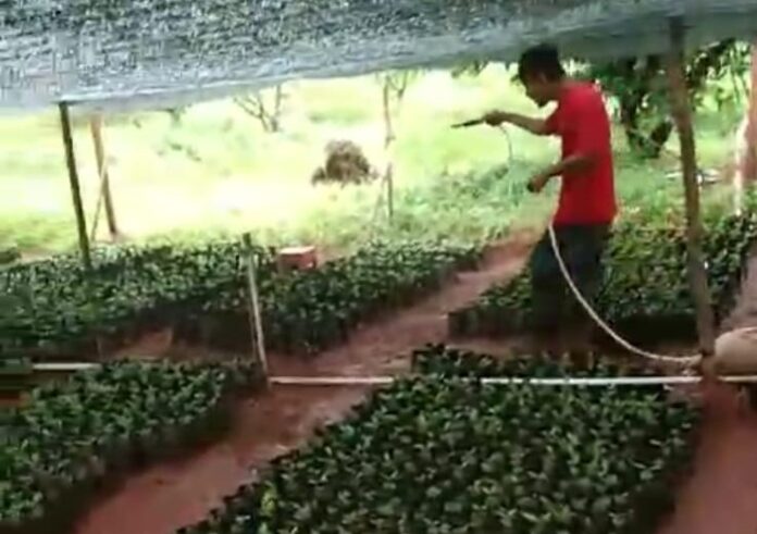Ali Fahmi menanam kopi menanam kopi