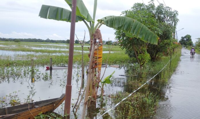 Ratusan hektare lahan pertanian terendam