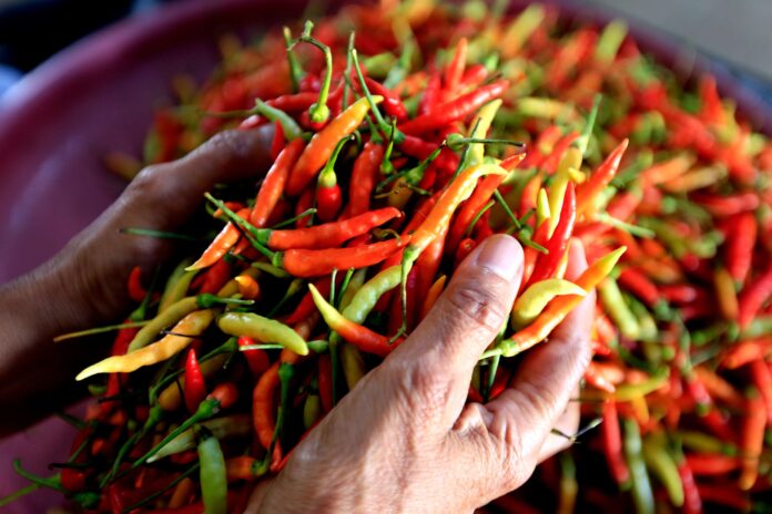 harga cabai melonjak