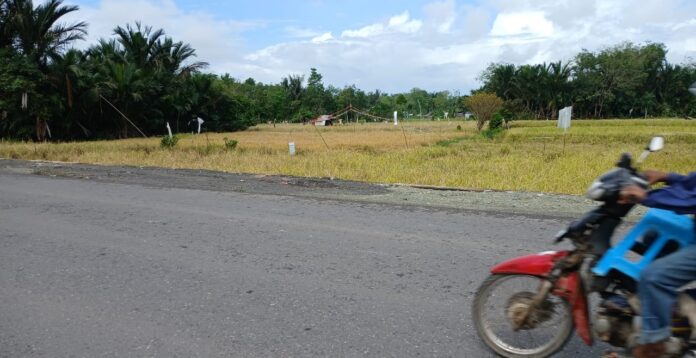 penyerapan gabah meningkat gabah