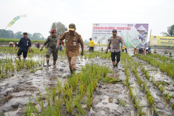 stok beras pemerintah