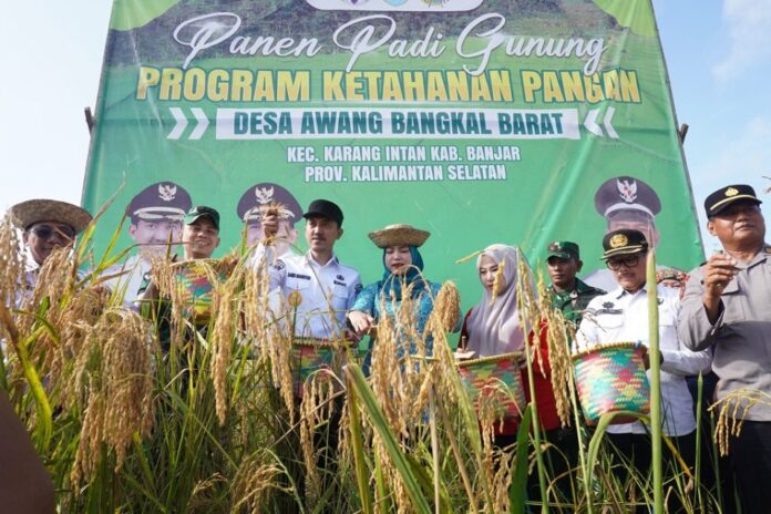 Dukung Swasembada Pangan, Desa Awang Bangkal Barat Berhasil Panen Padi