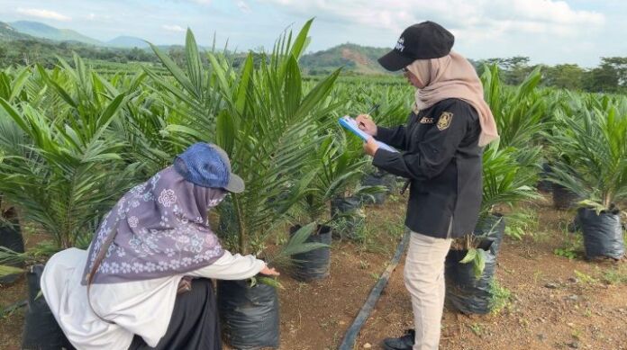 Sertifikasi benih kelapa sawit yang dilakukan oleh disbunnak Kalsel