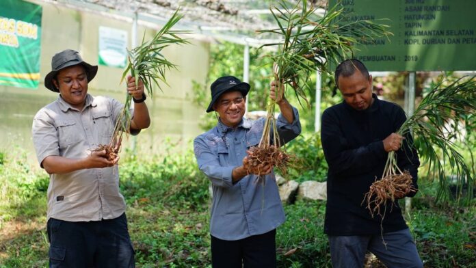 Pemprov Kalsel Kembangkan Jahe Merah