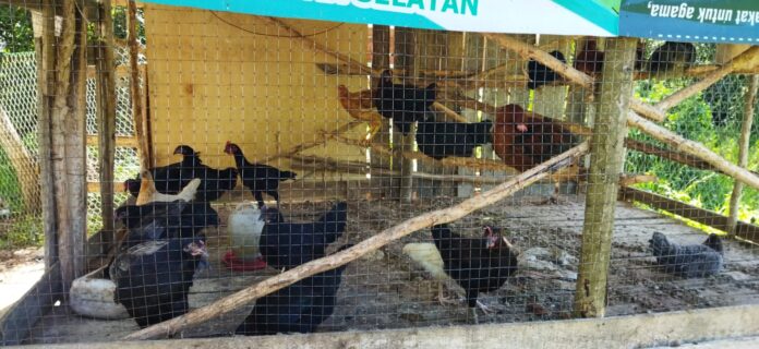 ternak Ayam Murung Panggang