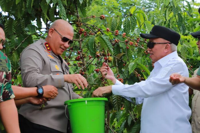 gubernur tinjau lahan jagung dan kopi