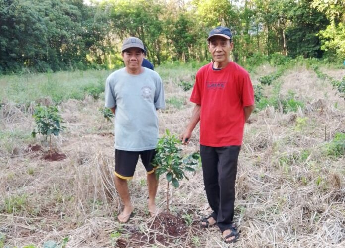 kebun kopi premium di Desa Belangian kopi premium