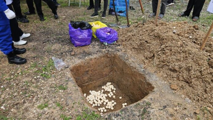 perlindungan satwa laut penyu